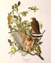 birds 10 - Broad-Winged Hawk